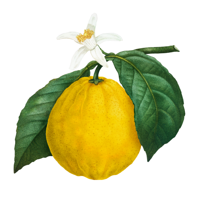 Benefactor Bergamota