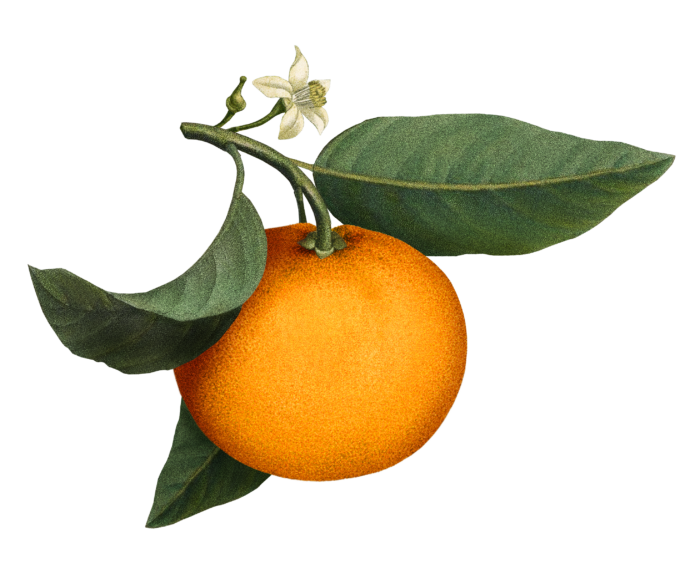 Amics Tangerina