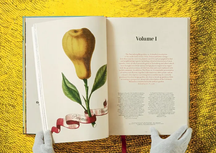 J. C. Volkamer. The Book of Citrus Fruits - Imagen 3