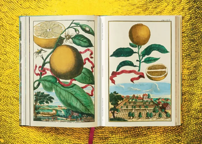 J. C. Volkamer. The Book of Citrus Fruits - Imagen 6