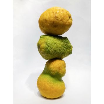1_Miralda_ADN DNA_lemons