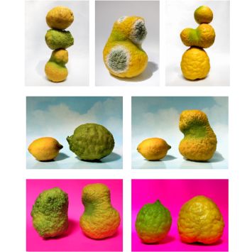 Miralda_ADN DNA_all lemons