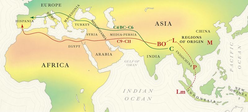 Investigación en Fundació Todli Citrus