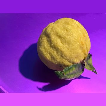 Miralda_Citrus