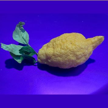Miralda_lemon