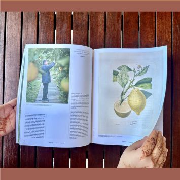 3_Collector of lemons_Maison E
