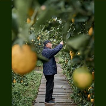 Lemon collector