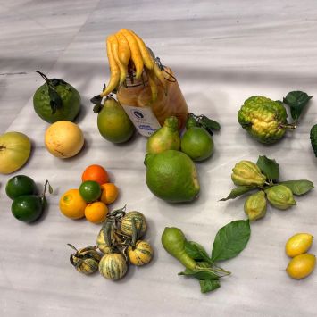 Citricos gallegos © Iago Pazos