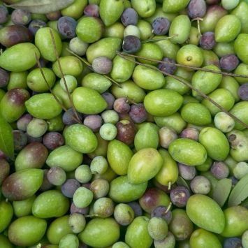 olivas